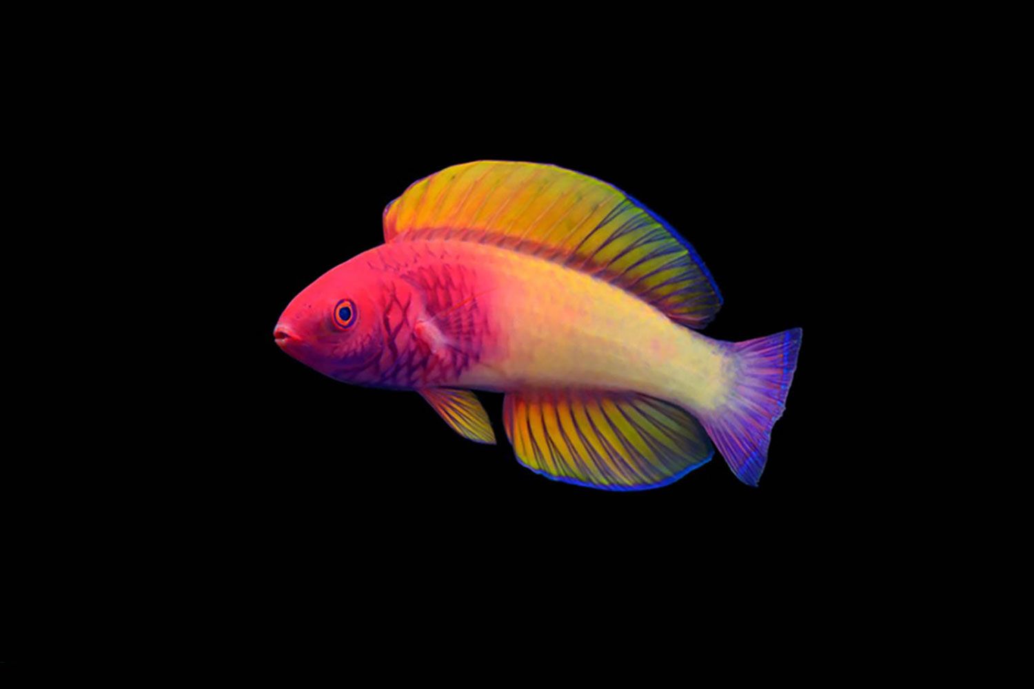 Scientists discover beautiful new rainbow-colored fish