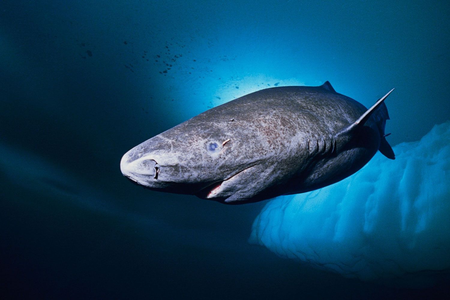 Greenland shark spotted in Belize