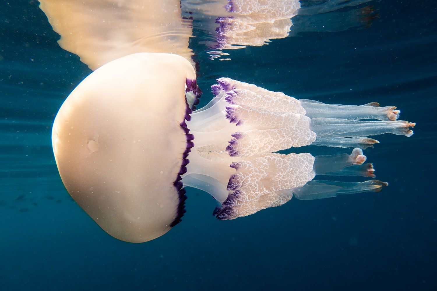 19-20 moss JELLYFISH　156cm JELLYFISH – Moss Snowstick