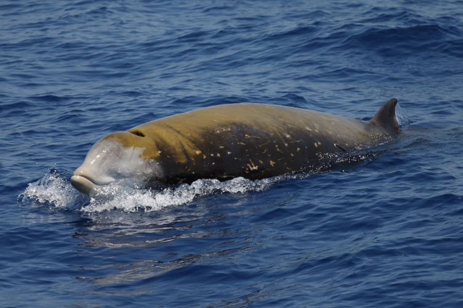Un progetto di ricerca volto a proteggere un importante hotspot di biodiversità del Mar Mediterraneo attraverso attività con un focus sui mammiferi marini e sugli sforzi di conservazione a lungo termine. image