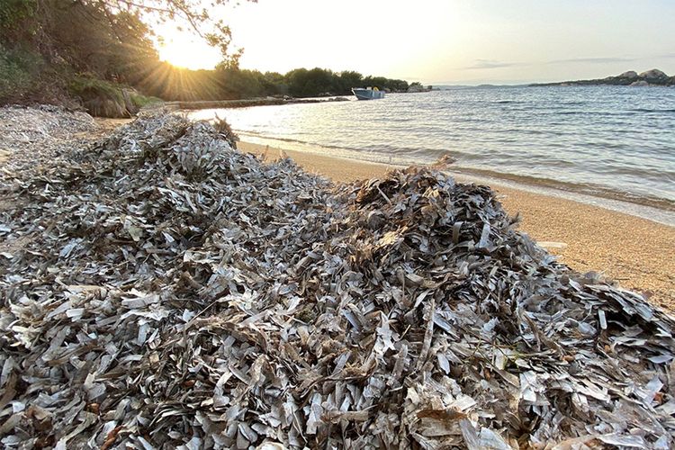 Immagine di copertina