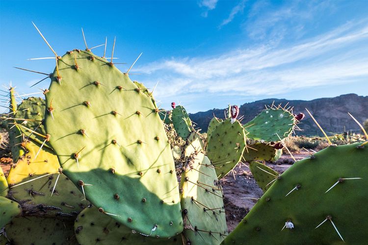 Immagine di copertina