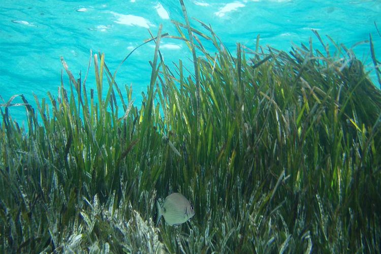 Immagine di copertina