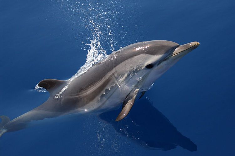 Immagine di copertina