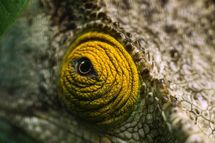 Immagine per articolo Il decennio perduto per la natura