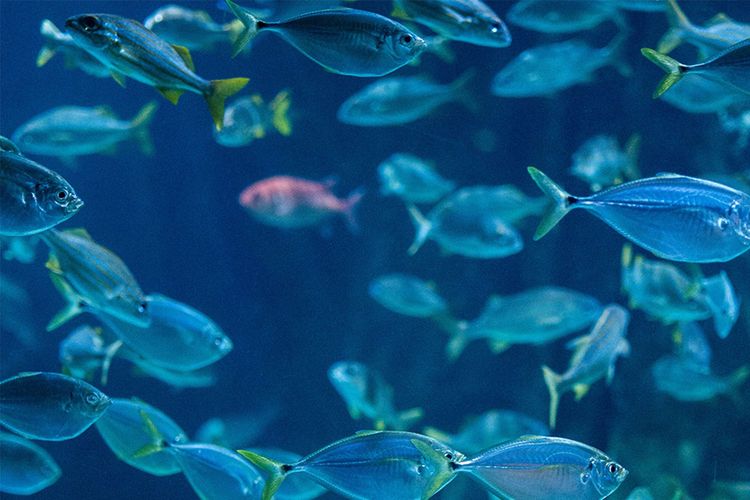 Immagine di copertina