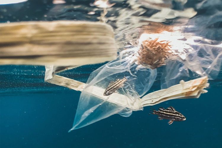 Immagine di copertina