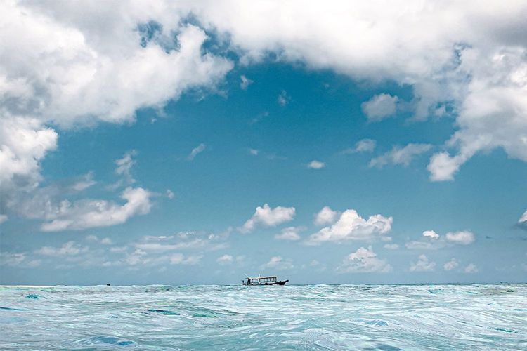 Immagine per articolo Carbon cycle & sequestration