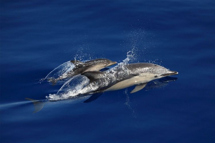 Immagine per articolo Progetto “Canyon di Caprera”: continuano le attività di ricerca sui cetacei