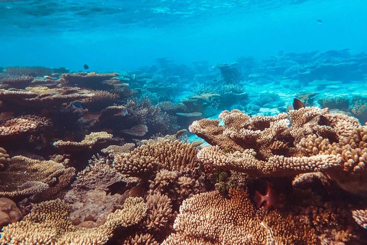 Immagine per articolo Some coral reefs are keeping pace with ocean warming