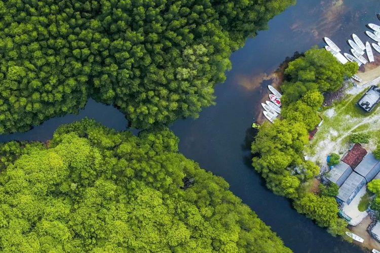 Immagine per articolo Che cosa sono i crediti di carbonio blu e come massimizzarne l'impatto