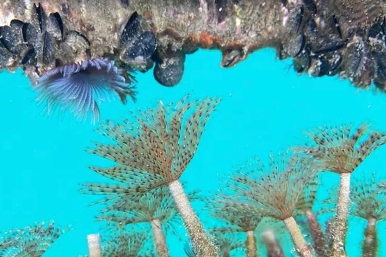 Immagine per articolo Italy’s first-ever ‘living lab’ is helping marine biologists tackle climate change