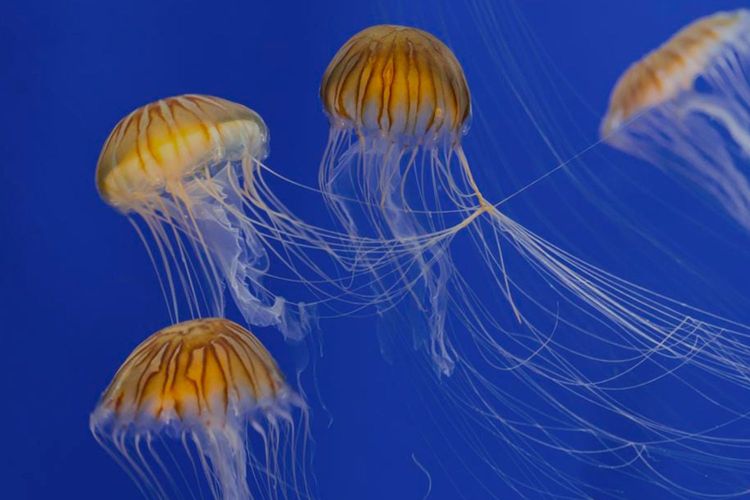 Immagine per articolo As Oceans Warm, Jellyfish Swarm