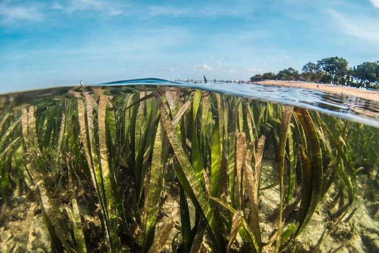 Immagine per articolo Gli ecosistemi di Carbonio Blu potrebbero rallentare il cambiamento climatico