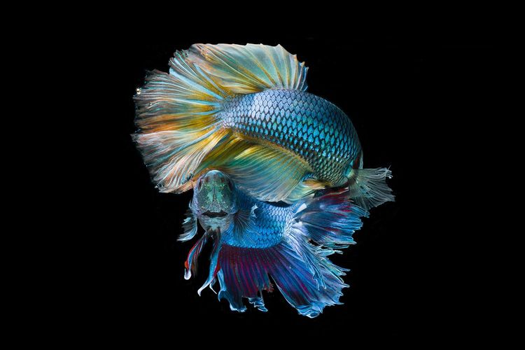 Immagine di copertina