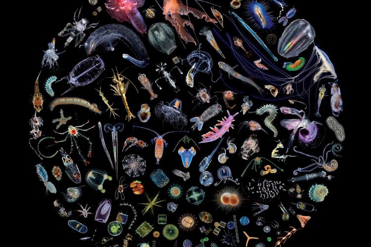 Immagine di copertina