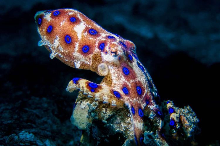 Immagine di copertina