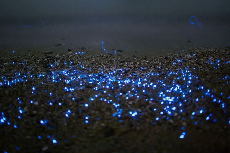 Immagine per articolo Ocean acidification may make some species glow brighter
