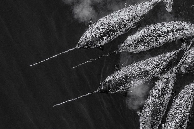 Immagine di copertina