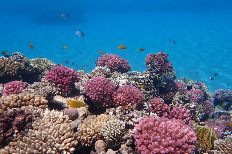 Immagine per articolo Ocean Acidification