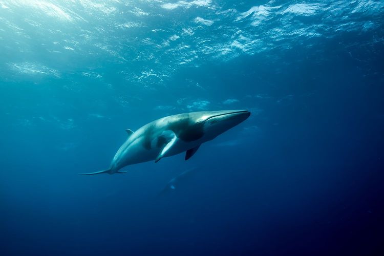 Immagine per articolo Iceland: Stop to commercial whale hunting from 2024