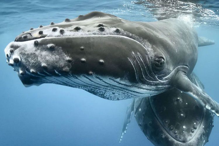 Immagine per articolo UN: A new treaty to protect whale migrations