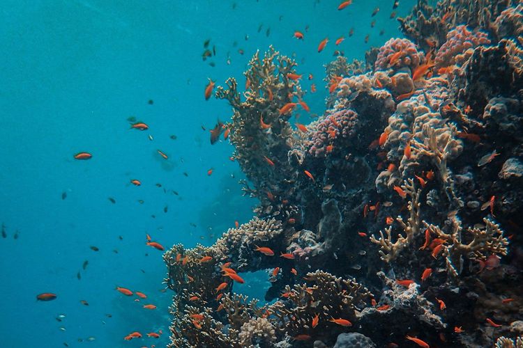 Immagine per articolo Proteggi le barriere coralline