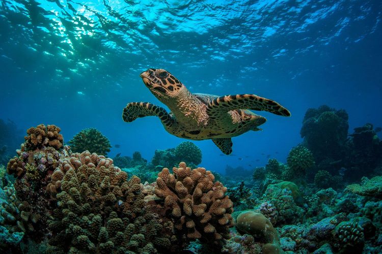 Immagine di copertina