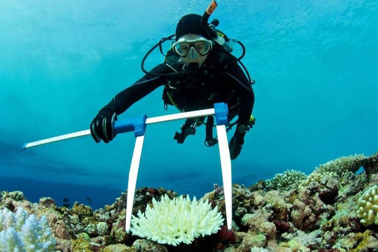 Immagine per articolo Scientists Can Predict Transfer of Carbon in the Ocean