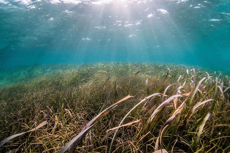 Immagine per articolo Mass extinction in oceans can be avoided by curbing fossil fuels