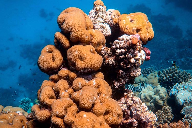 Immagine di copertina