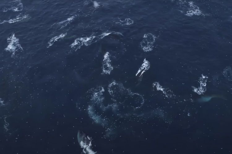 Immagine per articolo Sparking hope of recovery: fin whales filmed feeding in Antarctica