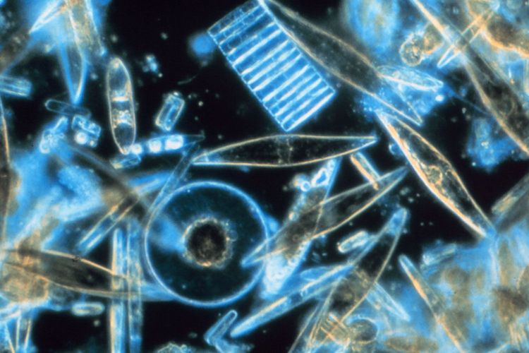 Immagine per articolo Ocean acidification and the decline of diatoms