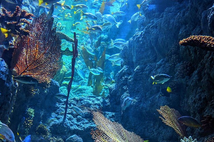 Immagine per articolo Experts predict top emerging impacts on ocean biodiversity over next decade