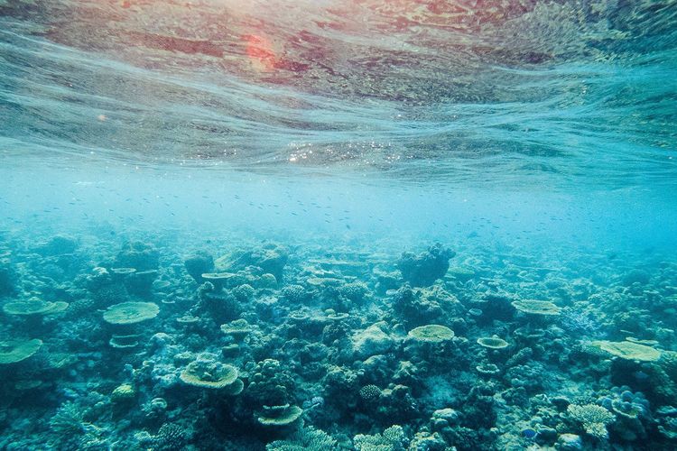 Immagine per articolo Sunscreens: Which one is the safest and how to they work?