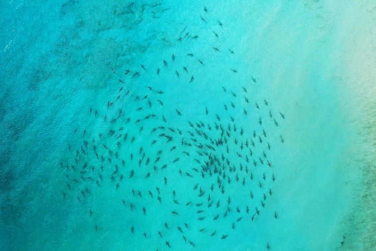 Immagine di copertina