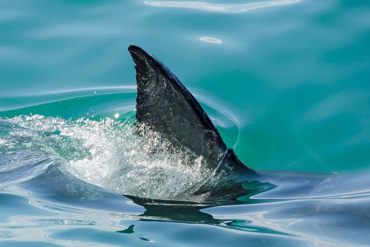 Immagine per articolo Two-thirds of species in global shark fin trade at risk of extinction