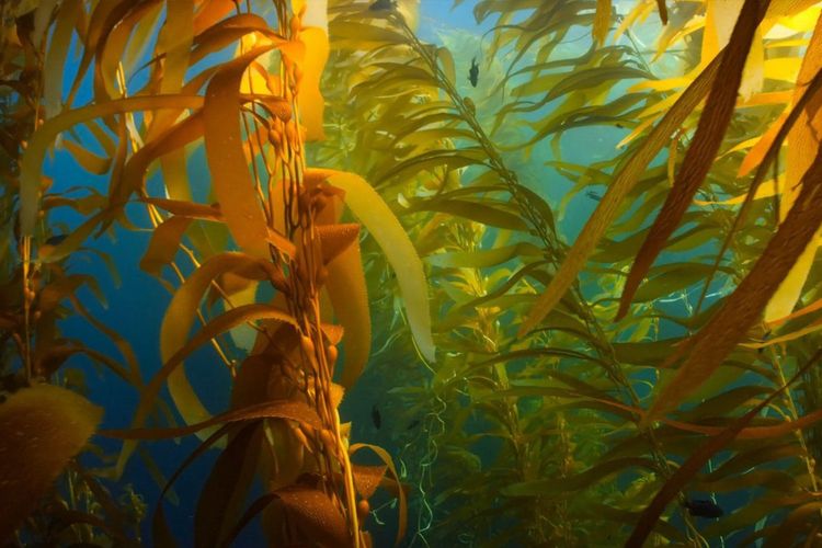 Immagine di copertina