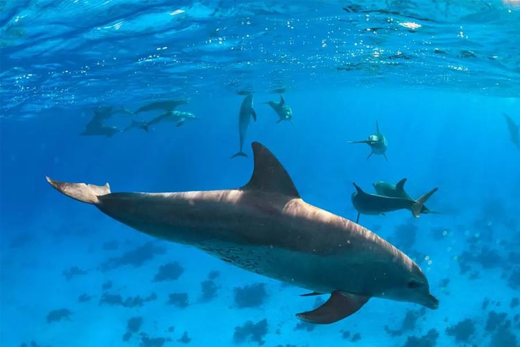 Immagine di copertina