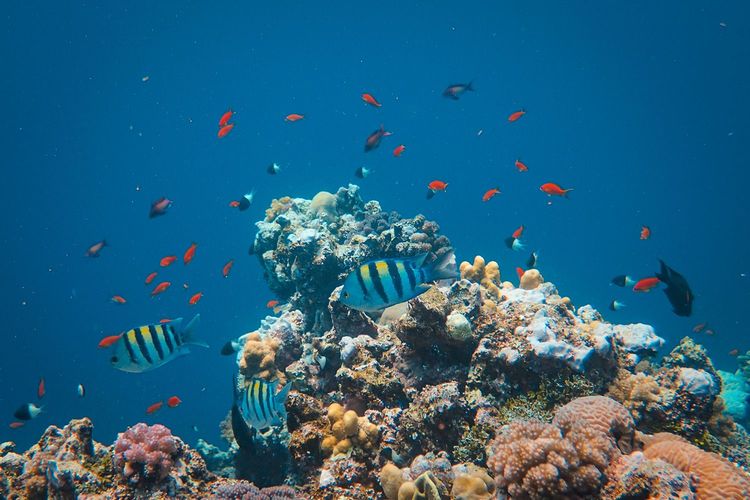 Immagine per articolo Gli eventi estremi composti mettono sotto stress l'oceano