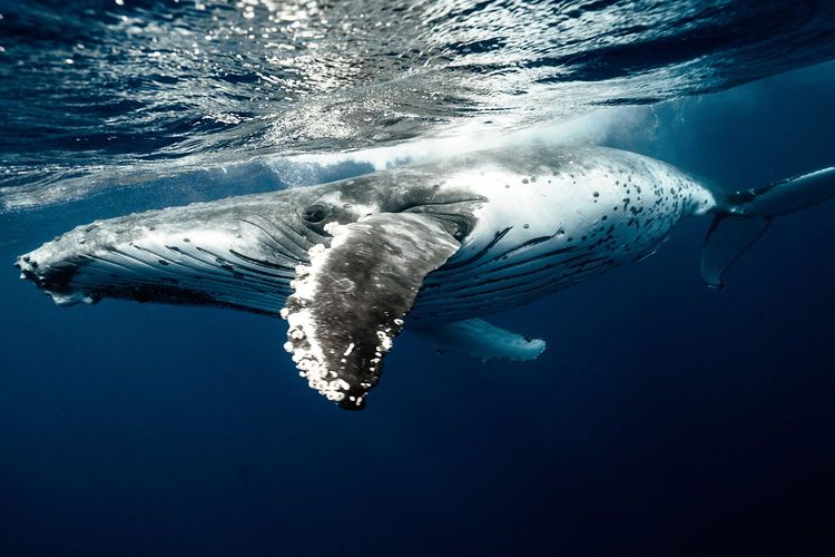 Immagine di copertina