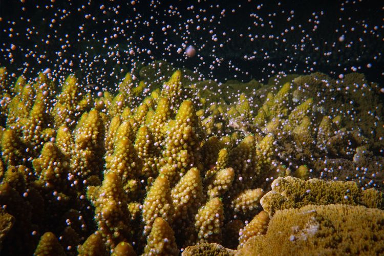Immagine per articolo Offshore coral nursery spawned for the first time