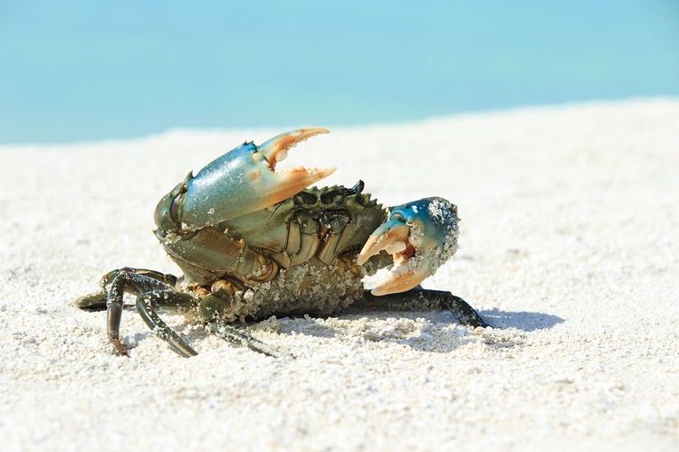 Immagine per articolo Le specie marine invasive stanno cambiando la natura del Mar Mediterraneo