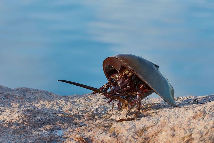 Immagine di copertina