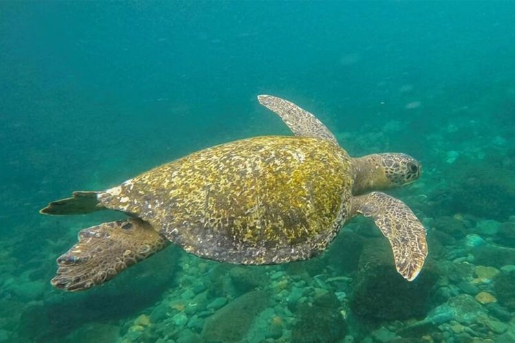 Immagine per articolo Le "zone morte" oceaniche stanno proliferando a causa del riscaldamento globale