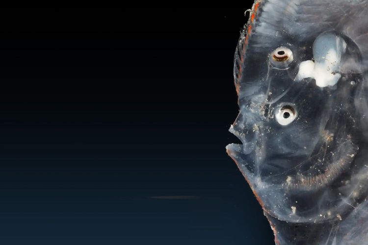 Immagine di copertina