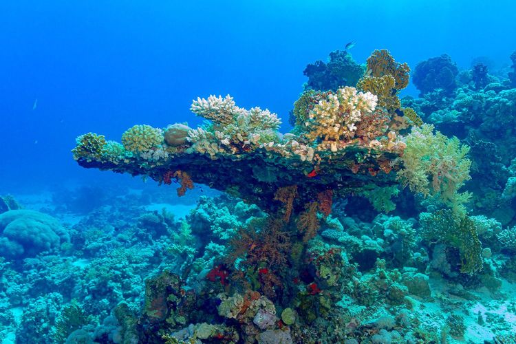 Immagine per articolo The structure and function of marine ecosystems is changing due to global warming