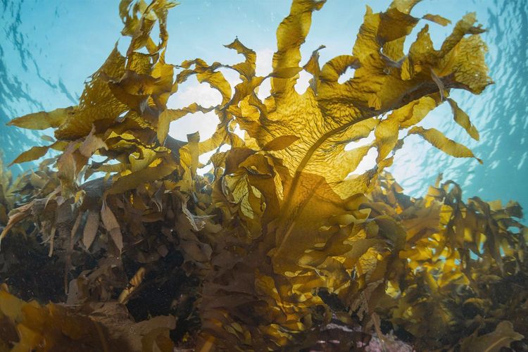 Immagine per articolo Seaweed as 'blue carbon'