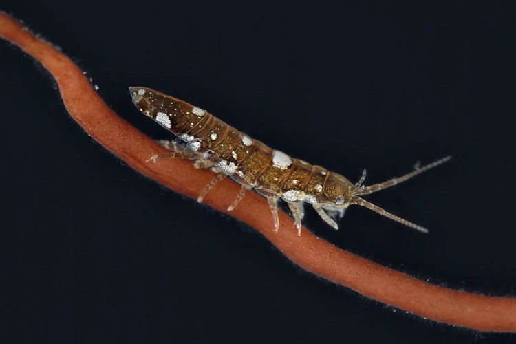 Immagine di copertina