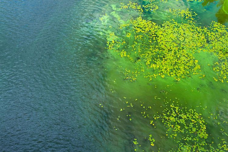 Immagine di copertina